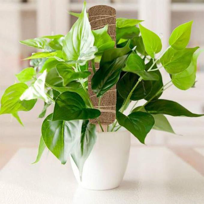 Stackable Moss Pole Monstera Plant Support , Plant Stakes For  Indoor 3