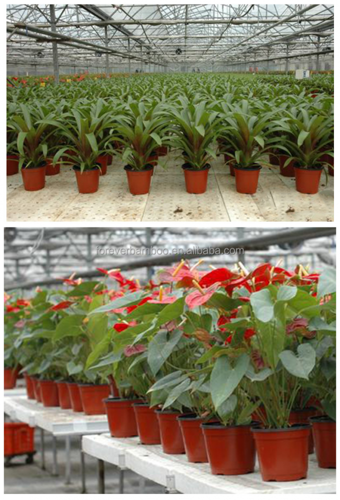 Plastic Plant Seedling Nursery Pots For Seeds Germination , Seedlings Growing 1