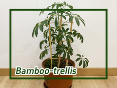 How To Use Bamboo Trellis for Climbing Plants U-shaped Bamboo Pole Garden Plant Support Stakes