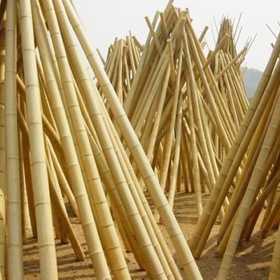 Yellow Nature Raw Outdoor Bamboo Poles Dry Bamboo Poles 2m 3m 4m