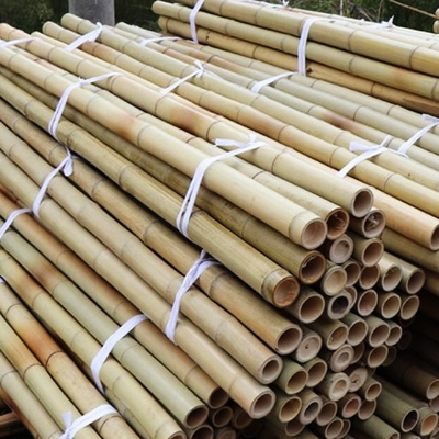 100% Natural Yellow Bamboo Pole 90cm To 595cm Plant Garden Stakes