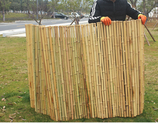 Natural Tonkin Bamboo Pole Bamboo Privacy Fence For Garden 240 CM High