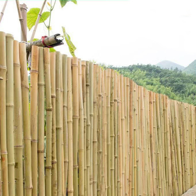 100% Natural Raw 240cm Bamboo Pole Building Deoration 60cm To 595cm