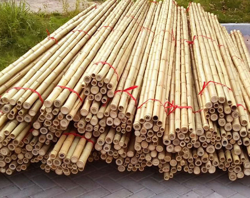 Garden Furniture Natural  Bamboo Poles Stakes Straight For Garden Plant Length 16cm