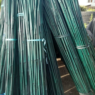 Plastic Coated Natural Raw Bamboo Poles For Tomatoes Trees Plant Stakes Supports