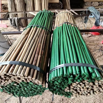 Plastic Coated Natural Raw Bamboo Poles For Tomatoes Trees Plant Stakes Supports