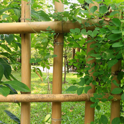 Eco Friendly Natural Bamboo Stakes Poles Cannes 16cm Dia With Different Size