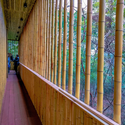 Eco Friendly Natural Bamboo Stakes Poles Cannes 16cm Dia With Different Size