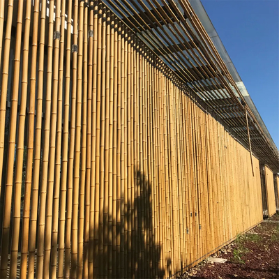 Customized Dry Straight Outdoor Big Moso Bamboo Poles 60cm To 595cm Natural Color