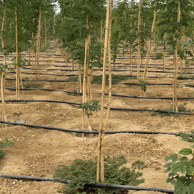 250cm Raw Bamboo Poles Bamboo Stakes For Decoration Plant