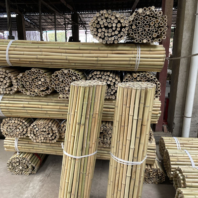 Colorful Raw Bamboo Canes Bamboo Poles For Garden Agriculture