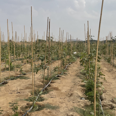 Colorful Raw Bamboo Canes Bamboo Poles For Garden Agriculture