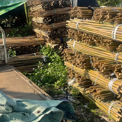 18mm To 160mm Diameter Moso Bamboo Pole Construction Garden Agriculture Field Bamboo Cane