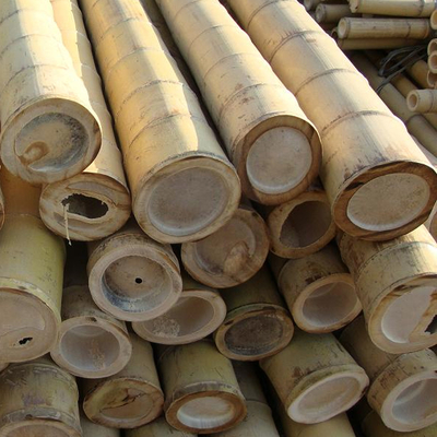 100% Natural Yellow Bamboo Pole 90cm To 595cm Plant Garden Stakes