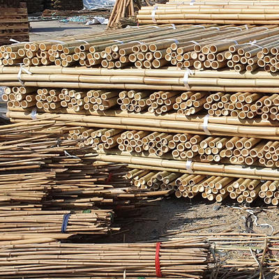 100% Natural Yellow Bamboo Pole 90cm To 595cm Plant Garden Stakes