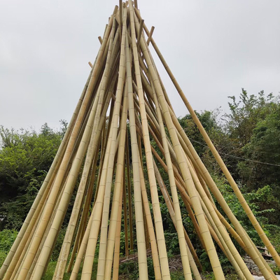Natural 10 Foot Moso Bamboo Pole For Building Garden Construction