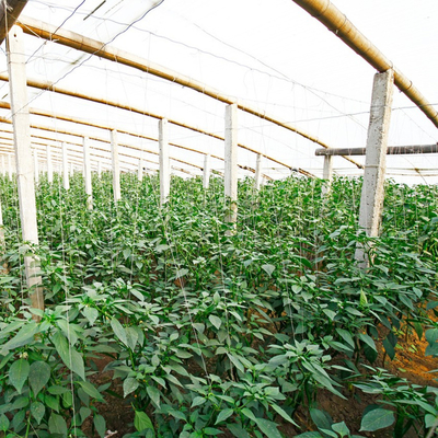 Construction Bamboo Raw Material