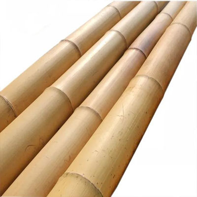 Natural Treated Moso Bamboo Pole 3 Meters Long 6-8cm Diameter for DIY Construction Fencing Gardening and Decorative Projects