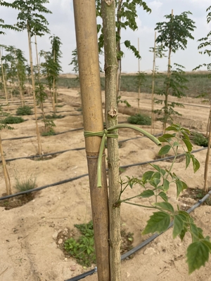 Eco-Friendly Bamboo Stakes for Sustainable Gardening