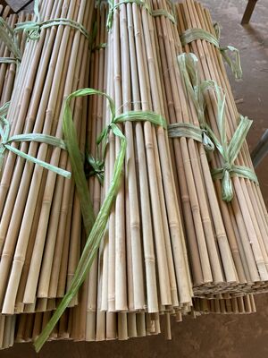 Natural Bamboo Stakes: The Strongest Renewable Support for Climbing Plants